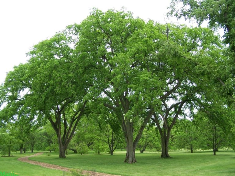 Elm Trees | B. Rocke Landscaping | Winnipeg, Manitoba