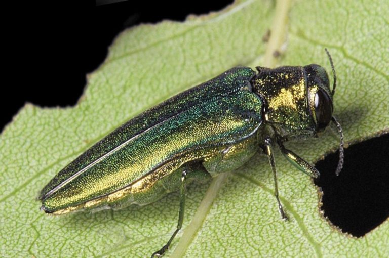 Emerald Ash Borer