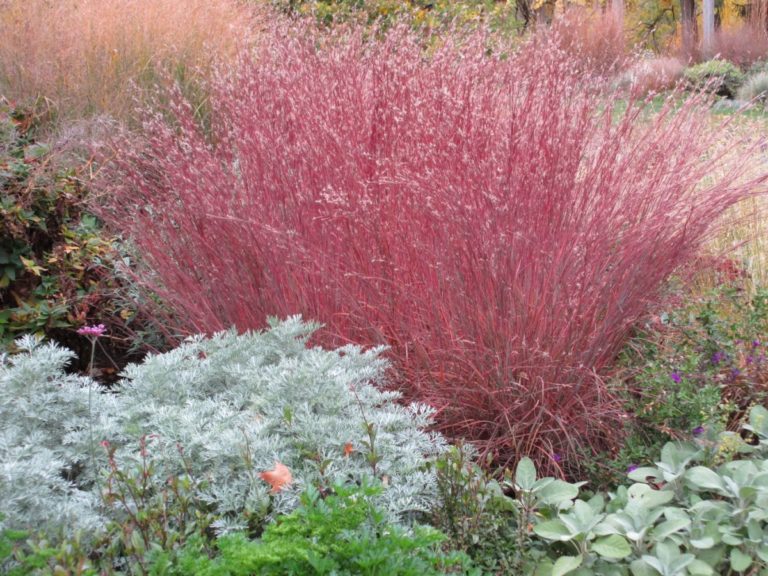 Little Blue Stem | B. Rocke Landscaping | Winnipeg, Manitoba