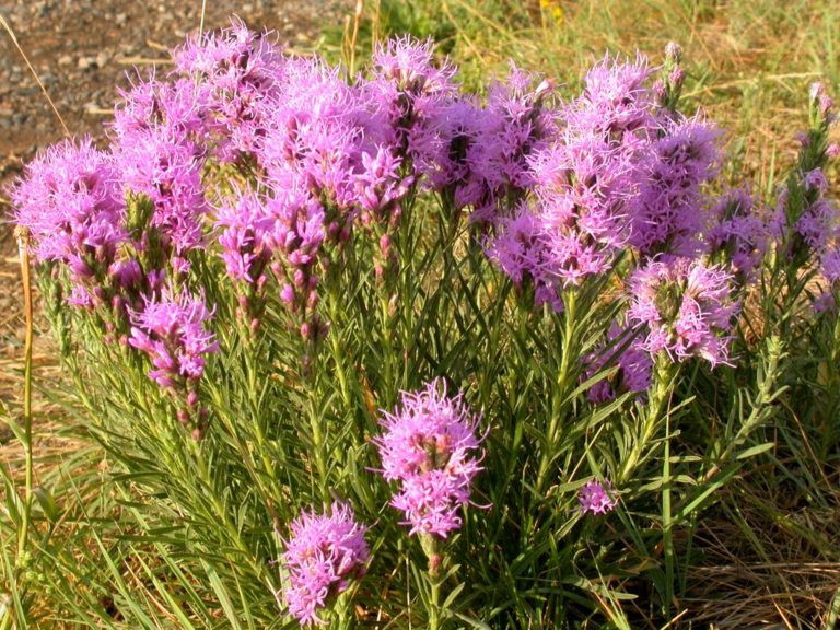 Manitoba Native Plants - Your Winnipeg Landscaping Experts