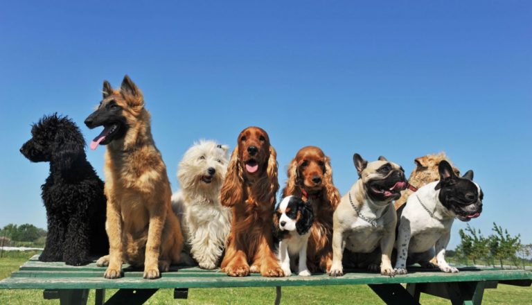 Happy Dogs